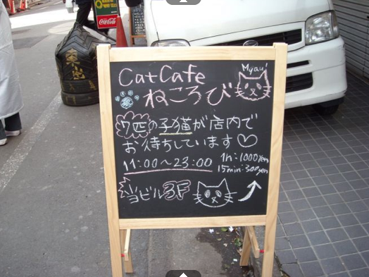 Cat Cafes
